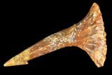 Cretaceous Giant Sawfish (Onchopristis) Rostral Barb #105426-1